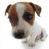 free's Avatar